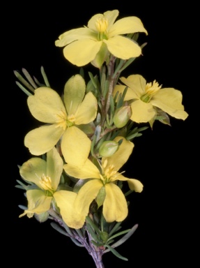 APII jpeg image of Hibbertia hibbertioides var. hibbertioides  © contact APII