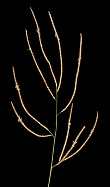 APII jpeg image of Eragrostis pergracilis  © contact APII