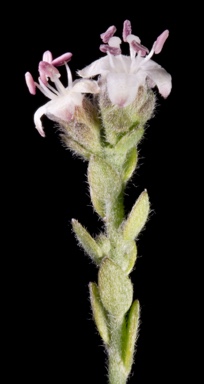 APII jpeg image of Cressa australis  © contact APII