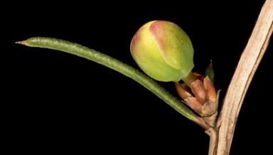 APII jpeg image of Hibbertia exasperata  © contact APII