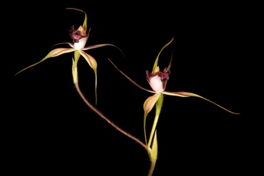 APII jpeg image of Caladenia paludosa  © contact APII