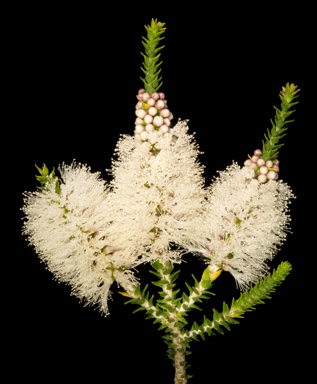 APII jpeg image of Melaleuca huegelii  © contact APII