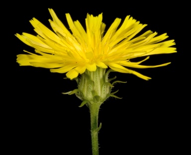 APII jpeg image of Picris angustifolia subsp. angustifolia  © contact APII