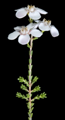 APII jpeg image of Baeckea sp. Dudawa (M.E.Trudgen MET 5369)  © contact APII