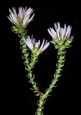 APII jpeg image of Andersonia lehmanniana subsp. pubescens  © contact APII
