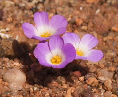 APII jpeg image of Calandrinia translucens  © contact APII