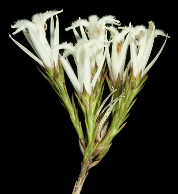 APII jpeg image of Andersonia sp. Audax (F.Hort,<br/>B.Hort & J.Hort 3179)  © contact APII