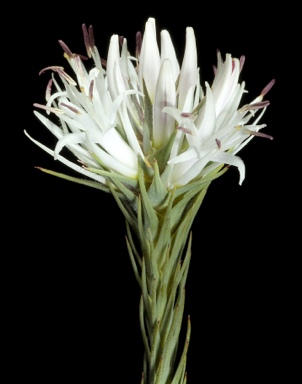 APII jpeg image of Andersonia sp. Saxatilis (F. & J.Hort 3324)  © contact APII