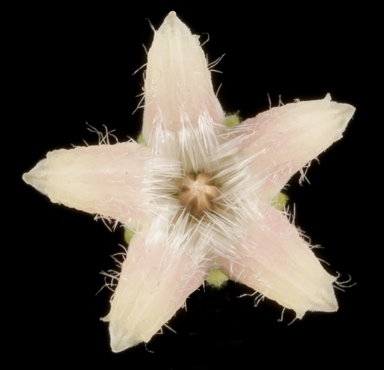 APII jpeg image of Parsonsia diaphanophleba  © contact APII