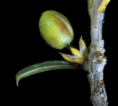 APII jpeg image of Hibbertia rostellata  © contact APII