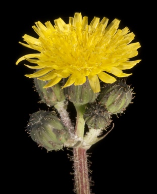 APII jpeg image of Sonchus hydrophilus  © contact APII