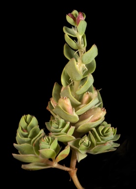APII jpeg image of Myriophyllum decussatum  © contact APII