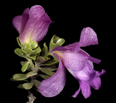 APII jpeg image of Eremophila cuneifolia  © contact APII