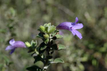 APII jpeg image of Eremophila ovata  © contact APII