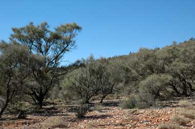 APII jpeg image of Casuarina pauper  © contact APII