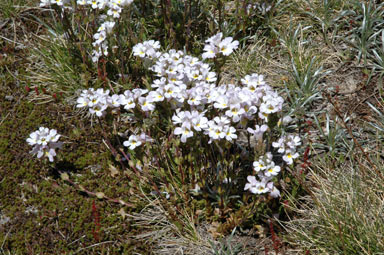 APII jpeg image of Euphrasia  © contact APII