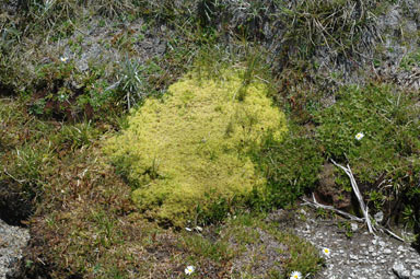 APII jpeg image of Sphagnum  © contact APII