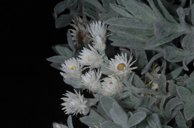 APII jpeg image of Argentipallium blandowskianum  © contact APII