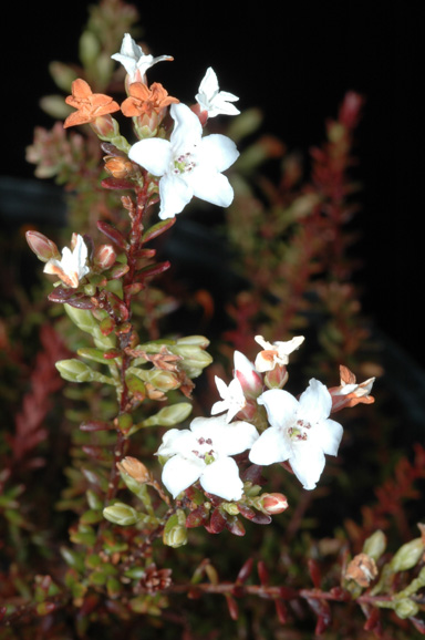 APII jpeg image of Epacris muelleri  © contact APII