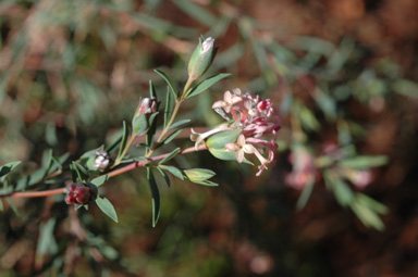 APII jpeg image of Pimelea stricta  © contact APII