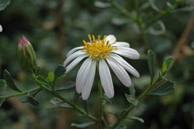 APII jpeg image of Olearia magniflora  © contact APII