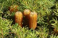 Banksia spinulosa 'Stumpy Gold'