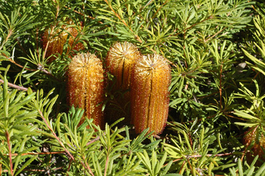 APII jpeg image of Banksia spinulosa 'Stumpy Gold'  © contact APII