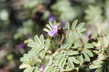 APII jpeg image of Indigofera helmsii  © contact APII