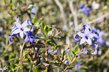 APII jpeg image of Halgania andromedifolia  © contact APII