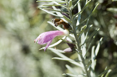 APII jpeg image of Eremophila youngii subsp. lepidota  © contact APII