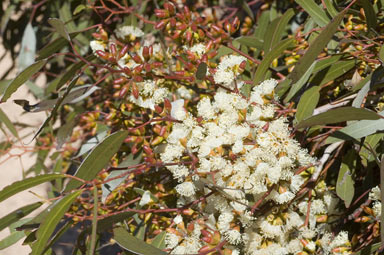 APII jpeg image of Eucalyptus yalatensis  © contact APII