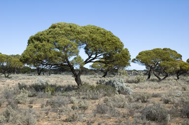 APII jpeg image of Acacia papyrocarpa  © contact APII