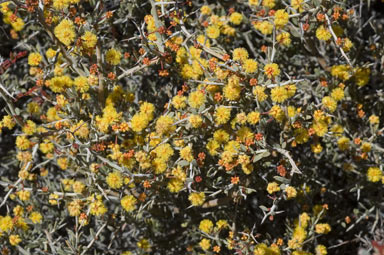 APII jpeg image of Acacia erinacea  © contact APII
