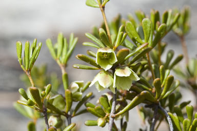 APII jpeg image of Boronia crassifolia  © contact APII