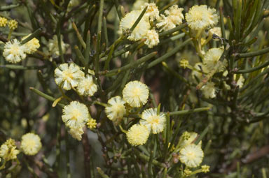 APII jpeg image of Acacia gonophylla  © contact APII