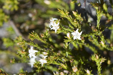 APII jpeg image of Andersonia micrantha  © contact APII