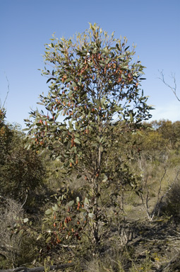 APII jpeg image of Eucalyptus forrestiana subsp. forrestiana  © contact APII