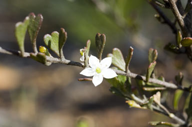 APII jpeg image of Rhadinothamnus rudis subsp. rudis  © contact APII