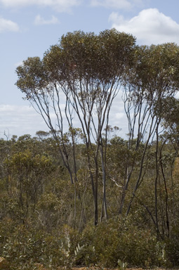 APII jpeg image of Eucalyptus captiosa  © contact APII