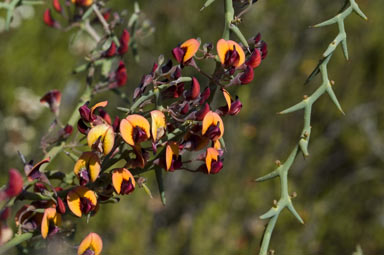 APII jpeg image of Daviesia incrassata subsp. reversifolia  © contact APII