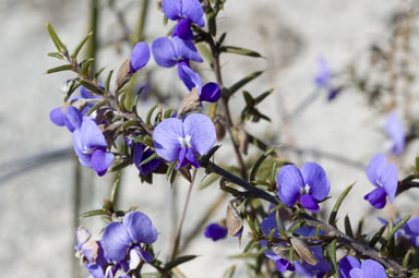 APII jpeg image of Hovea pungens  © contact APII