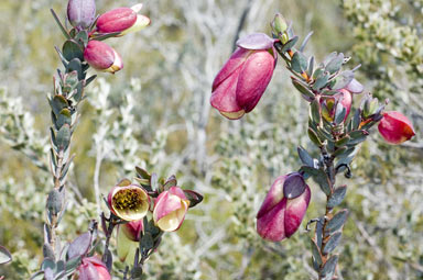 APII jpeg image of Pimelea physodes  © contact APII