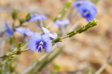 APII jpeg image of Mirbelia floribunda  © contact APII