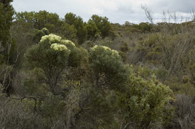 APII jpeg image of Hakea corymbosa  © contact APII