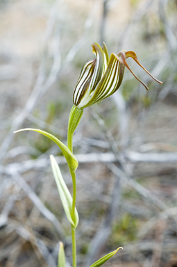 APII jpeg image of Pterostylis recurva  © contact APII