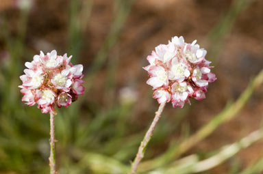 APII jpeg image of Cephalipterum drummondii  © contact APII