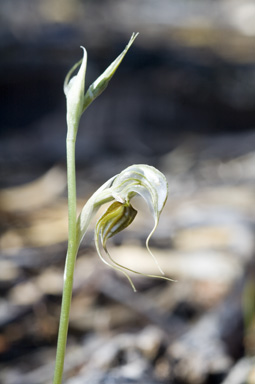 APII jpeg image of Pterostylis  © contact APII