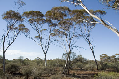 APII jpeg image of Eucalyptus griffithsii  © contact APII