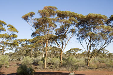 APII jpeg image of Eucalyptus salubris  © contact APII