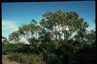 APII jpeg image of Eucalyptus luehmanniana  © contact APII